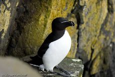 Tordalk (5 von 11).jpg